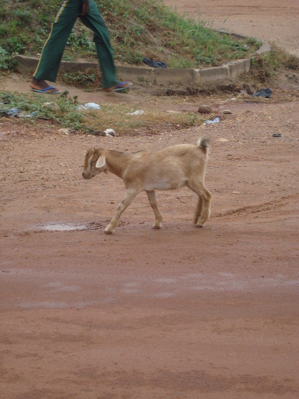 Africa part 1 033 [800x600]